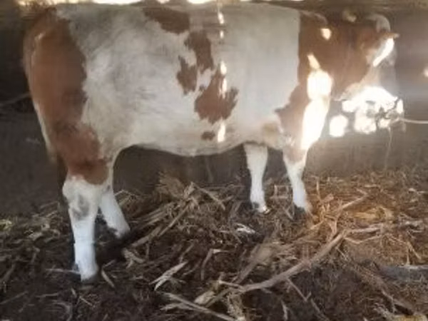 ثور, Simmental cattle