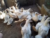 Ducks — फ़ोटो 8