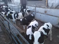 Бух, Russian Black pied cattle — 6 зураг
