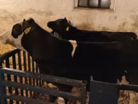 ثور, Russian Black pied cattle — الصورة 7