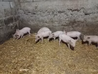 Sow, Pigs — photo 2