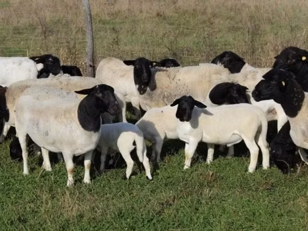 Хонь (бүлэг, хүйс заагаагүй), Dorper sheep