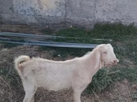 Ziegenbock, Ziegen — Foto 6