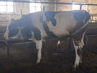 公牛, Simmental cattle — 照片 3