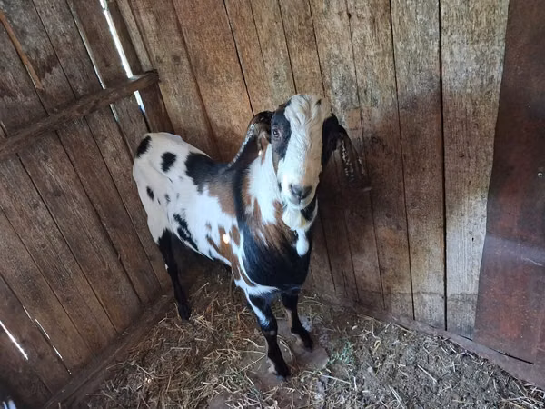 Billy Goat, Nubian Goat