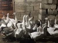 Geese — 2 зураг