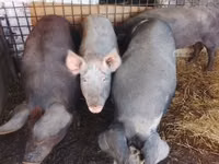 Boar, Pigs — photo 8