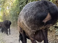 मेढ़ा, भेड़ — फ़ोटो 4