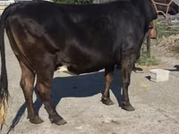 Kuh, Holstein-Rasse — Foto 4