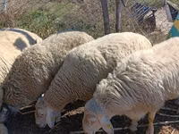 मेढ़ा, Assaf sheep — फ़ोटो 5