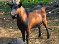 Cabra, Alpine goat — foto 6