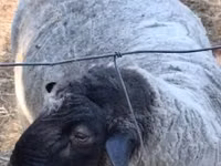 Carnero, White Suffolk sheep — foto 3