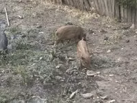 Boar, Pigs — photo 4
