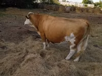 Kuh, Simmental cattle — Foto 2
