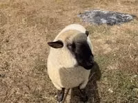 Хуц, Hampshire sheep — 3 зураг