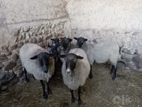 भेड़, Romanov sheep — फ़ोटो 1