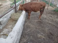 गाय, Simmental cattle — फ़ोटो 4