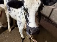 Cow, Russian Black pied cattle — photo 5