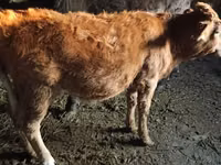 母牛, Swiss cattle — 照片 3