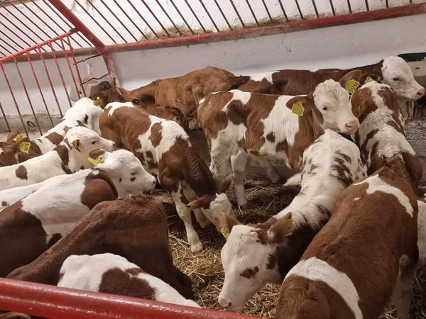 Cattle (batch, sex not specified), Simmental cattle