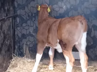 Bovinos (lote, sexo no especificado), Simmental cattle — foto 1