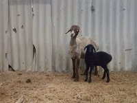 母羊, Arashan sheep — 照片 3