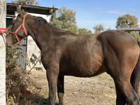 公马, Kyrgyz Horse — 照片 2