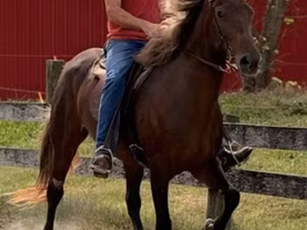 घोड़ी, Rocky Mountain Horse