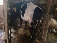 母牛, Russian Black pied cattle — 照片 2