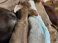 सांड, Simmental cattle — फ़ोटो 2