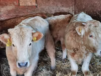 公牛, Simmental cattle — 照片 3