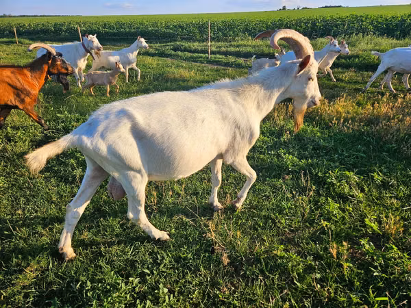 बकरी, Saanen goat