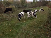Бух, Russian Black pied cattle — 1 зураг
