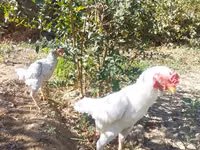 Shamo chickens — photo 6