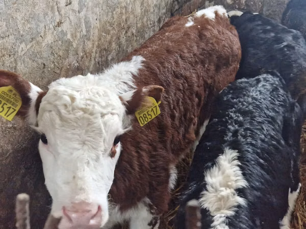 Cattle (batch, sex not specified), Simmental cattle