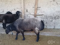 मेढ़ा, Edilbay sheep — फ़ोटो 1