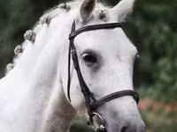 Caballo, Falabella — foto 2