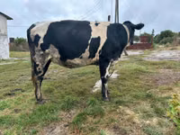 Vaca, Russian Black pied cattle — foto 2