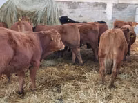 公牛, Simmental cattle — 照片 4