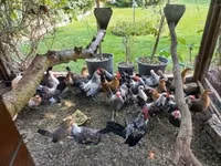 Holländisches Bantam — Foto 2