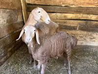 भेड़, Afghan Arabi sheep — फ़ोटो 3