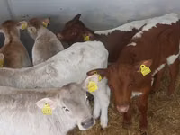 أبقار (دفعة، الجنس غير محدد), Simmental cattle — الصورة 2