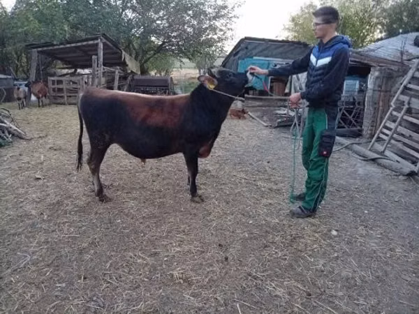 Bull, Jersey breed