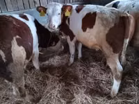 Bulle, Simmental cattle — Foto 1