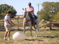 公马, Quarter Horse — 照片 8