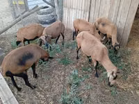 Schaf, Cameroon sheep — Foto 2
