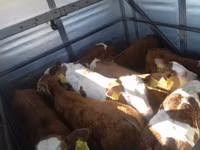Bulle, Simmental cattle — Foto 4