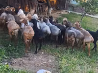 كبش, الأغنام — الصورة 2