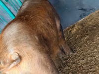 خنزير ذكر, الخنازير — الصورة 3