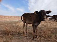 गाय, Swiss cattle — फ़ोटो 3